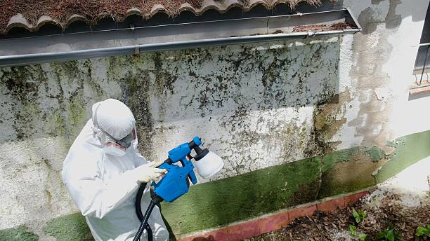 Top rated local Mold Removal specialists in McLean, VA
